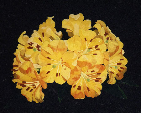 Vireya