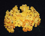 Vireya